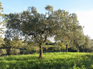 Mediterranean olive trees in a row in the tuscan countryside . Tuscany, Italy