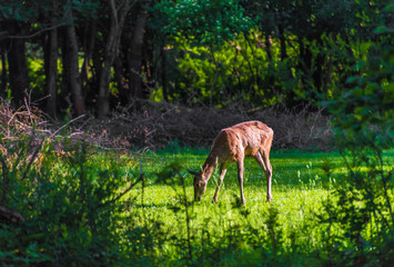 National Park of Abruzzo, Lazio and Molise (Italy) - The spring in the italian mountain natural reserve, with landscapes, wild animals, little old towns, the Barrea Lake and Camosciara park