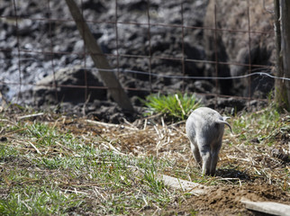 Naklejka premium Sweet small pig from back in Hungary