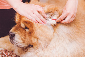 Cleaning dog ear with a cotton bud