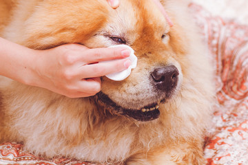 Cleaning dog eyes with a cotton pad