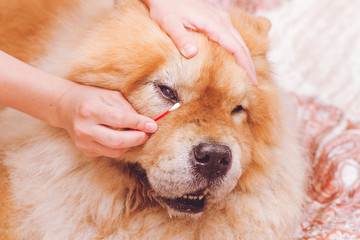 Cleaning dog eyes with a cotton bud