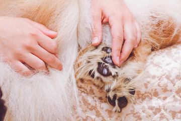 Appliing cream on dog paws