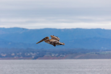 Fototapeta na wymiar Flying Pelican