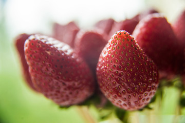 Healthy red strawberries closeup on the blurry background of other strawberries