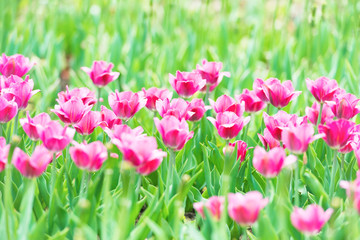 Beautiful pink tulips with green grass on background