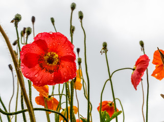 Obraz premium Poppies blooming in a field. Raindrops on the red petals