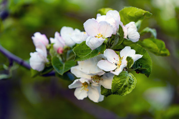 Obraz na płótnie Canvas Apple garden