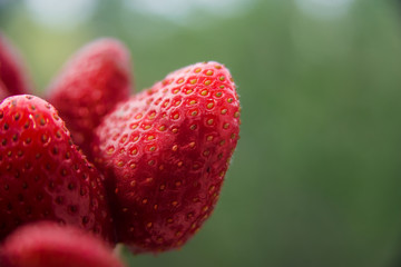 Large ripe strawberries closeup near other berries