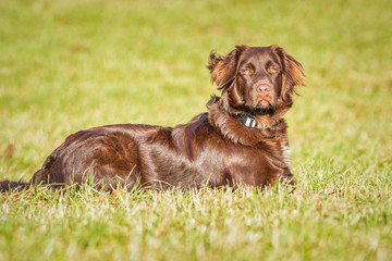 Labrador Mix