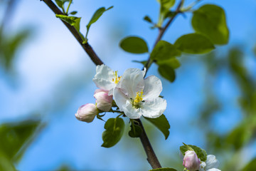 Summer apple orchard