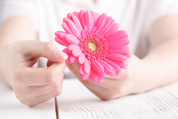 Female healthcare concept, hand hold pink floower gerbera