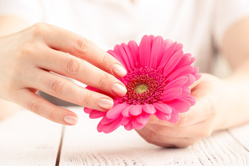 Obraz na płótnie Canvas Soft tender protection for woman critical days, gynecological menstruation cycle, pink gerbera in hand