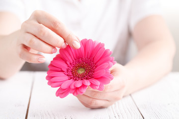 Female hold pink flower gerbera in hand on white background