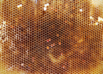 Background hexagon texture, wax honeycomb