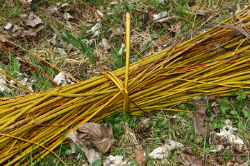 Weidenbündel, Salix viminalis