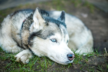 Siberian husky dog with blue eyes lies on lawn and looks ahead. green grass are on the background. Relaxing dog outdoor