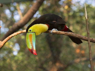 Toucan is sitting on a branch. The toucans with their huge beak look like they were drawn by a child. These curious birds and pranksters-one of the most noisy in the jungle.