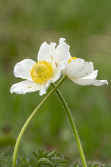 Anemonen-Paar,  eng umschlungen. Alpen-Kuhschelle oder Alpen-Küchenschelle - Pulsatilla alpina)