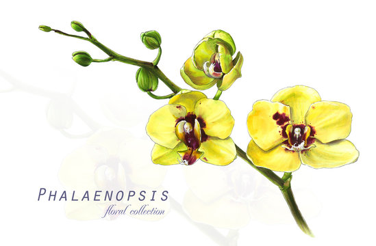 Botanical illustration. Postcard card with blossoming yellow orchid phalaenopsis flower. Imitation of watercolor. Drawing with alcohol markers.