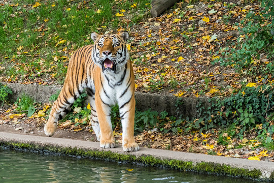 Tiger - Panthera tigris