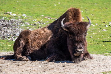 Waldbison - Amerikanischer Bison - Bison bison athabascae
