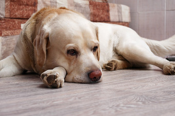 golden labrador retriever lying on floor