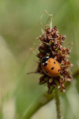 Marienkäfer, Ladybird