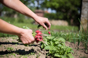 Woman hands harvesting some fresh, red radish, gardening concept