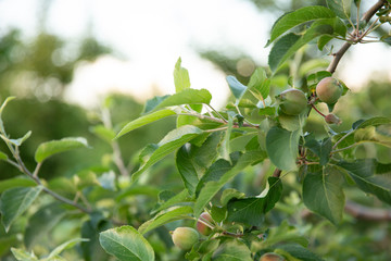 Green apples on the tree