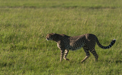 Cheetah in Maasai Mara