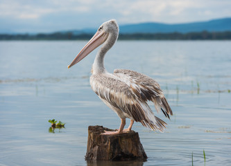 Pelican at Naivasha lake