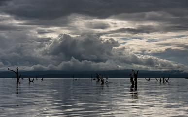 Naivasha lake