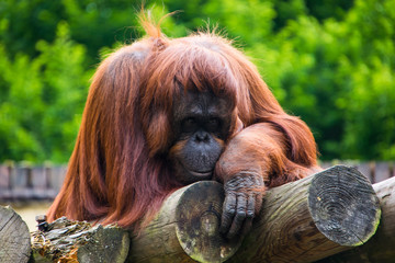 Orangutan monkey posing for a photo, appears shy © Nikole Kelly Hill 