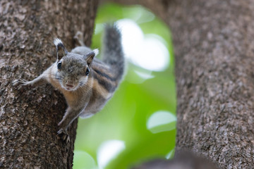 Adorable  thailand squirrel