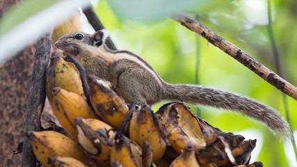Cute Squirrels eat Bananas.