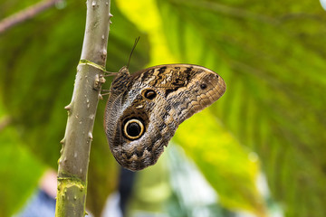 Bananenfalter - Caligo eurilochus