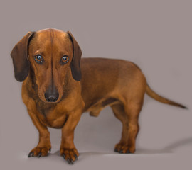 Dachshund Puppy 37