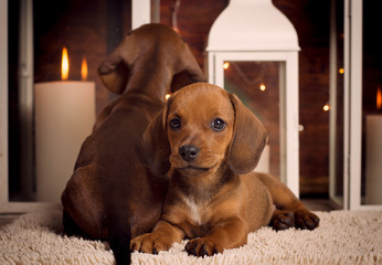 Dachshund Puppy 11