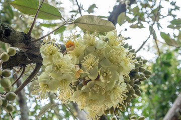 Durian's flowers