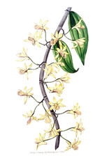 Illustration of plant