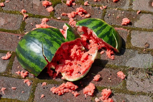 Dropped watermelon on the ground