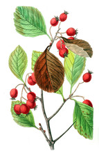 Illustration of plant