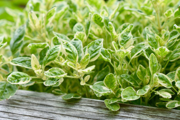 Herb - Tricolored Marjoram