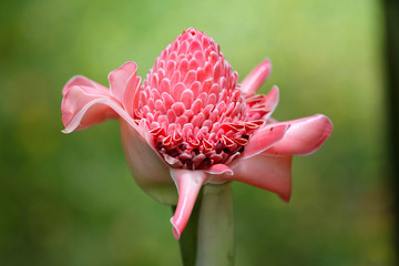 Fleur Gingembre (Rose de porcelaine, Etlingera elatior) © Benoit M.