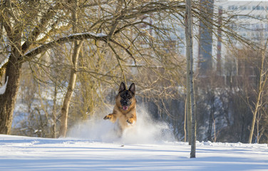 German Shepherd plays in the snow