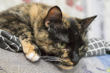 The domestic cat at sofa