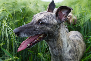Whippet Panting in a field of crops - close to camera 