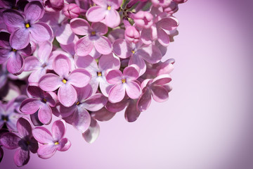 Fototapeta na wymiar Syringa vulgaris Lilac Flowers