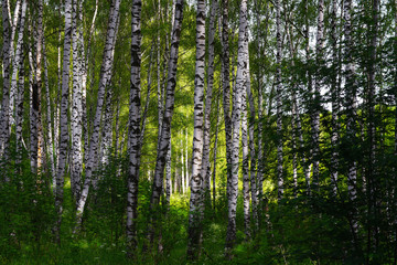 summer in sunny birch forest